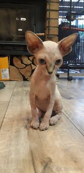 Sphynx - 3