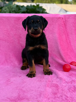 Beauceron štěňátka s PP ze zahraničního spojení - 3