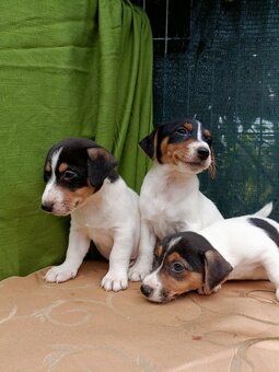 Jack Russell Terrier JRT Jack Russell Terier - 3