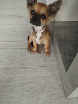 Čivava dlouhosrstá - 3