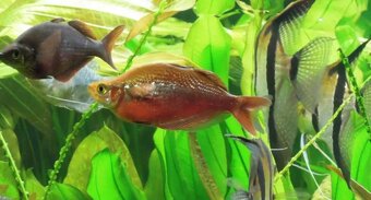 Gavunek lososovy - 3