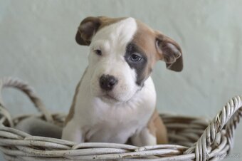 Americký stafordšírský teriér PP - 3