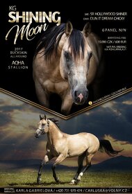 Připouštění QH hřebci 7panel N/N - 3