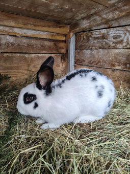 Králíci - samci - 3