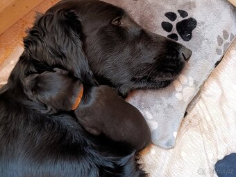 Flat coated retriever - 3