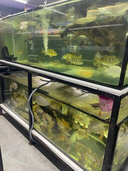Prodam arowana , cichla , pirana….. - 3