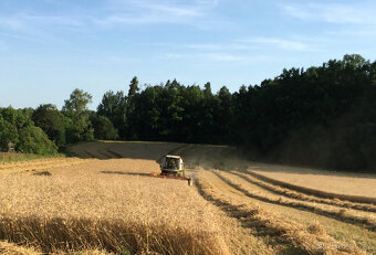 Žně 2025 - 3