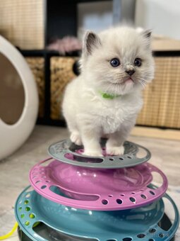 Blue mitted Ragdoll s PP - 3