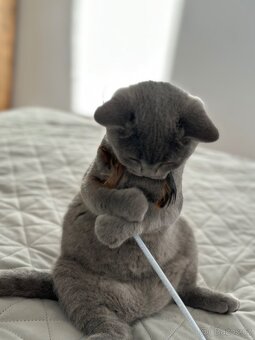 Britská modrá krátkosrstá kočka s PP - 3