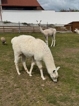 Prodám lamu krotkou, ochočený, kontaktní - 3