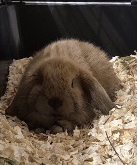 Zakrslý beránek - 3