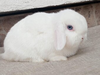 Volný Sameček - Anglický Zakrslý Beránek MiniLop🍑🧡🤍 - 3