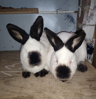 Kalifornský černý - tetované samice s PP, očkované - 3