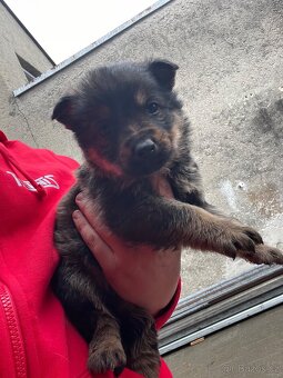 Inzerát – štěňata německého ovčáka - 3