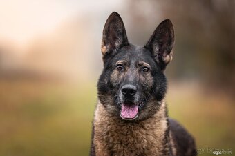 Německý ovčák štěňata s PP, work line, - 3