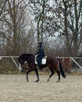 4letá vestfálská kobylka - 3