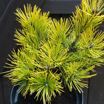 Borovice kleč "Golden Glow" - roubovanec - 3