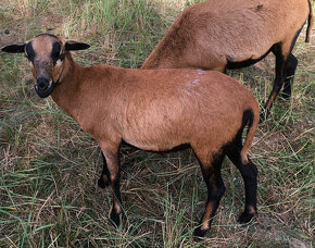 Kamerunské ovečky, 2 kusy - 3