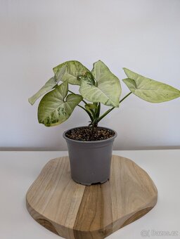 Syngonium Milk Confetti - 3