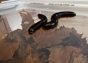 Prodej - Mnohonožka červená (Epibolus pulchripes) - 3
