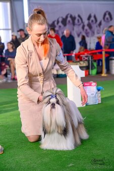 Shih tzu s PP / shi-tzu / shi tzu - 3