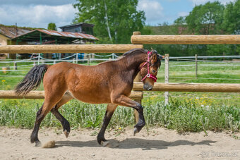 Roční klisnička welsh pony of cob type. - 3