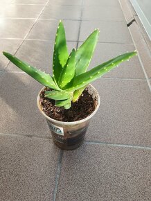Sazenice aloe vera - 3