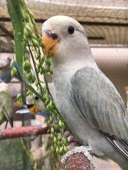 Agapornis růžohrdlý 🦜 - 3
