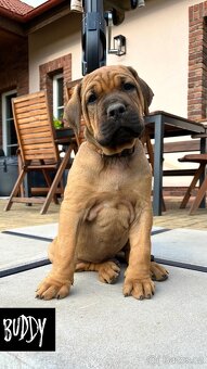 Tosa Inu - Štěňátka s PP - 3