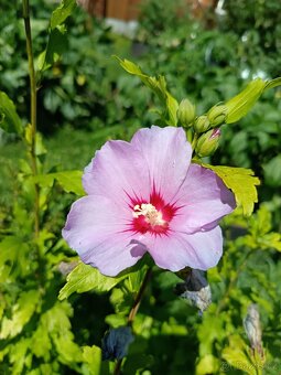 Vrba,trvalky, prunus, cercis - 3