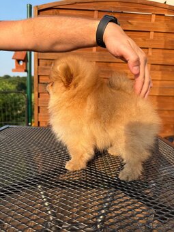 Pomeranian s PP FCI - pejsek - 3