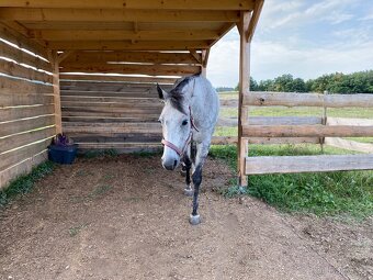 Pastevní ustájení na Masečíně - 3