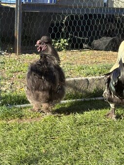 mladí kohouti Hedvábničky a Pavlovky - 3