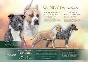 Americký stafordšírský teriér s PP - 3