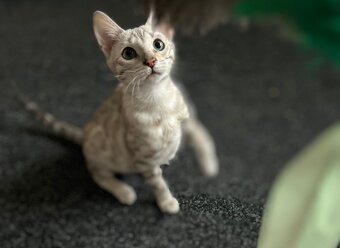 Bengálská kočka,bengálské kotě - 3