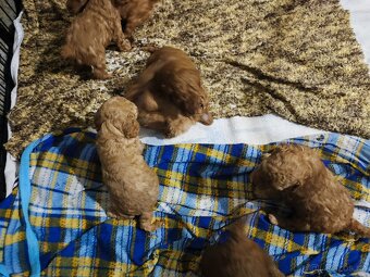 Pudl trpasličí s P.P. - 3