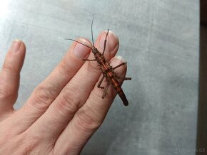 Strašilky, Pakobylky - 3