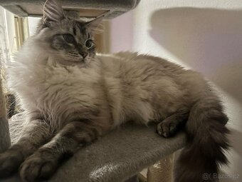 Kocourek ragdoll ke krytí - 3