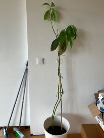 Avokado - 3