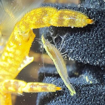 Krevetky Atyopsis Moluccensis (Bamboo Shrimp, Molucka) - 3