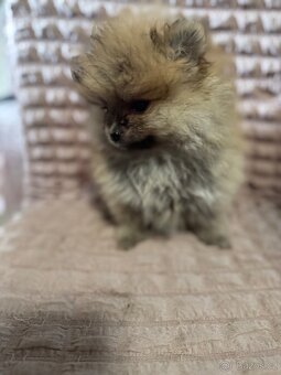 Pomeranian - 3
