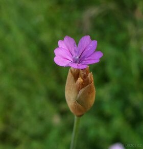 Hvozdíček prorostlý - Petrorhagia prolifera 400 semen 50 Kč - 3