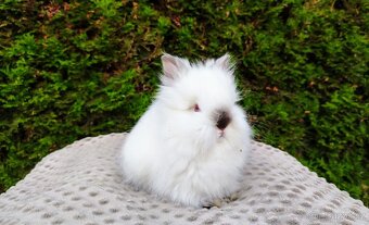 Zakrslý králík, králíček - (TEDDY)-ONDŘEJ A OTA - 3
