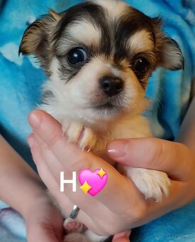 ČIVAVA   💕  DLOUHOSRSTÁ - 3