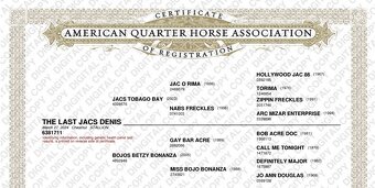 Quarter Horse žrebec po BOB ACRE DOC,JAC O RIMA a BONANZA - 3
