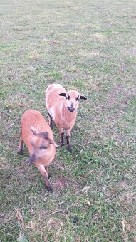 Kamerunske ovce letošní ovečky - 3