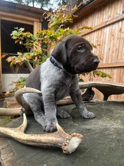 Štěňata - NKO německý krátkosrstý ohař lovecký pes fena - 3