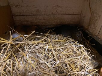 Pár cuy morčat - 3