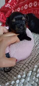 Jorkšírský teriér Yorkšírský teriér - 3