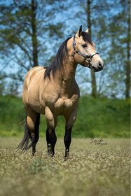 Připouštění QH hřebcem 7 panel N/N - 3